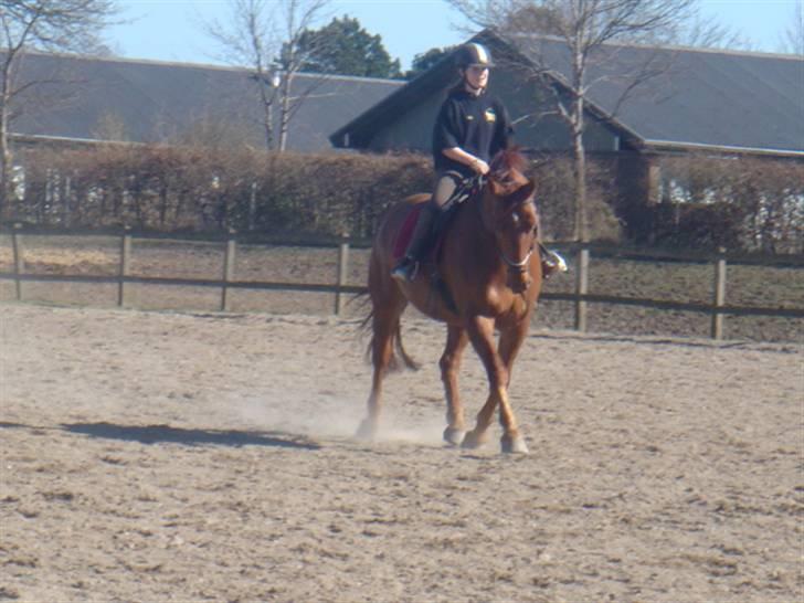 Oldenborg Rubin Star R.i.P :( - foto enten  cecilie eller millo )  billede 15