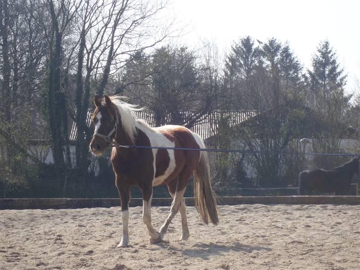 Pinto Angeliqe billede 1