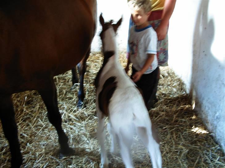 Pinto Angeliqe - angie  dagen efter hun blev født. usikker endnu billede 2