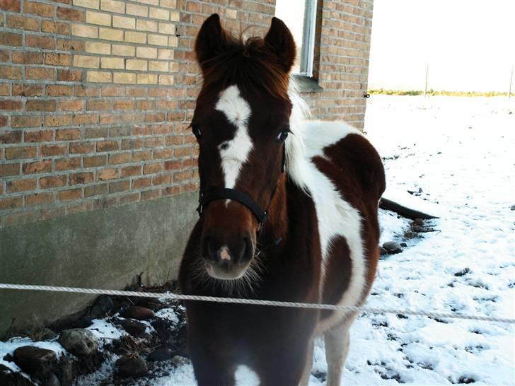 Pinto Angeliqe - vinter 06/07 billede 3