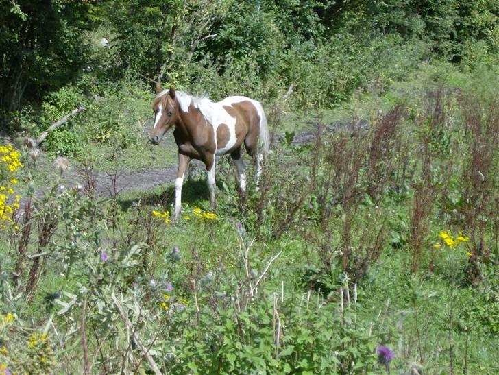 Pinto Angeliqe billede 4