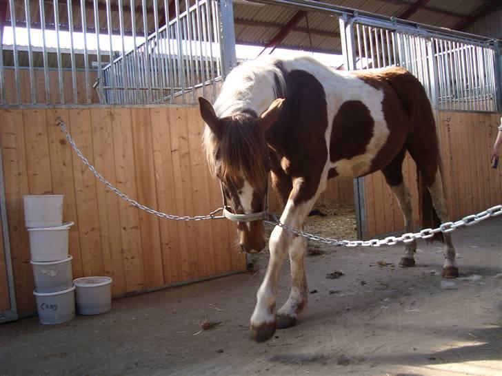 Pinto Angeliqe - 09 billede 5