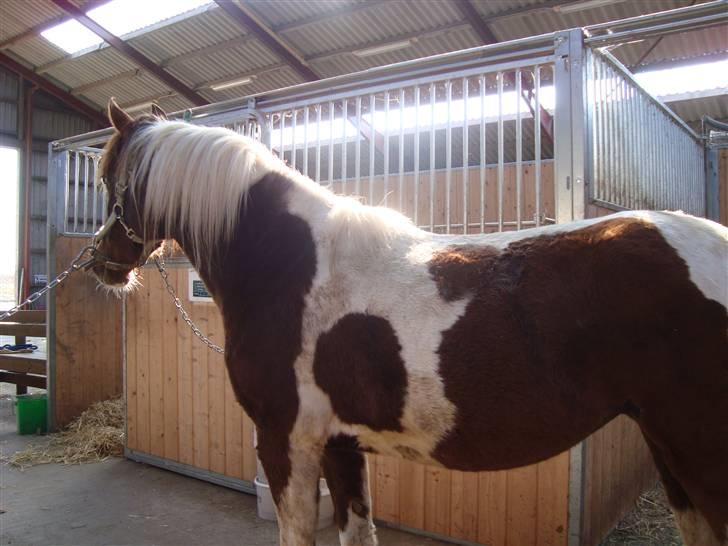 Pinto Angeliqe billede 6