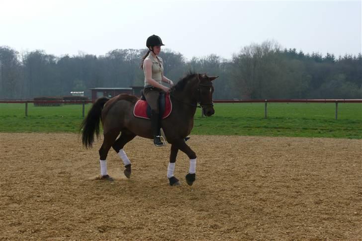 Anden særlig race Montoya<3 - *foto* anne vester! <3 billede 2