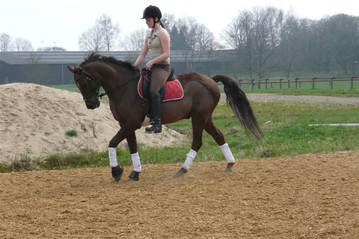 Anden særlig race Montoya<3 - mer trav ;-) *foto* anne vester! billede 4