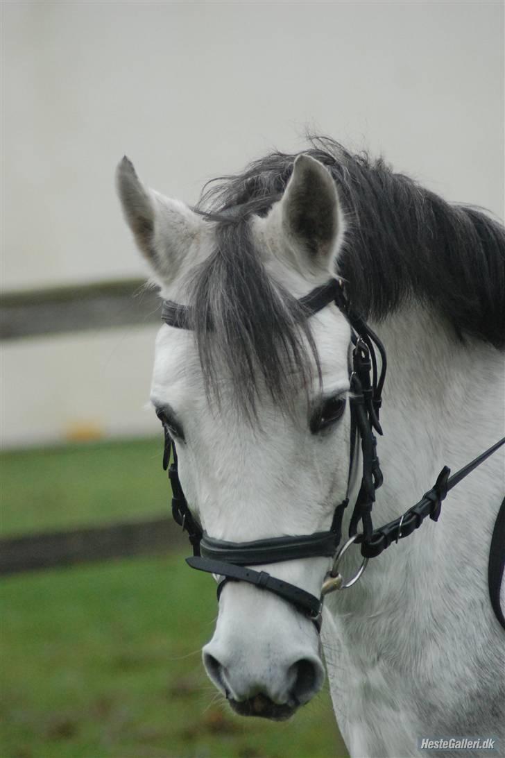 Welsh Pony af Cob-type (sec C) stald poppel harmony B-pony - Foto: Line Hald billede 5