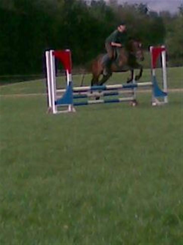 Welsh Cob (sec D) V. B. Idris *SOLGT ! :'(* - Træning på GLS (: billede 5