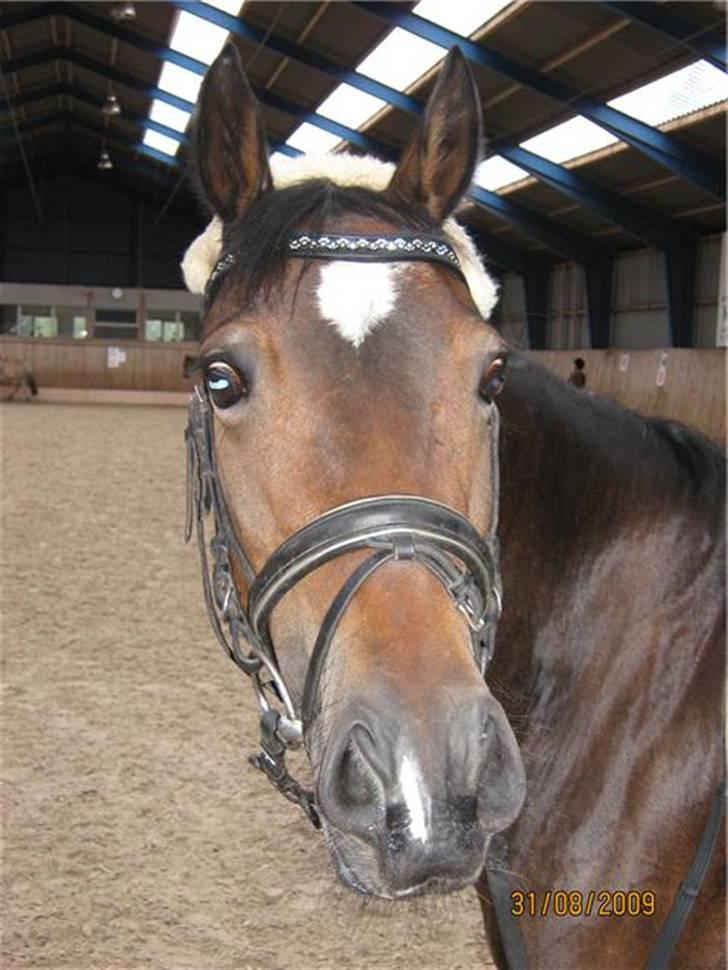 Welsh Cob (sec D) V. B. Idris *SOLGT ! :'(* - Min <3 billede 6