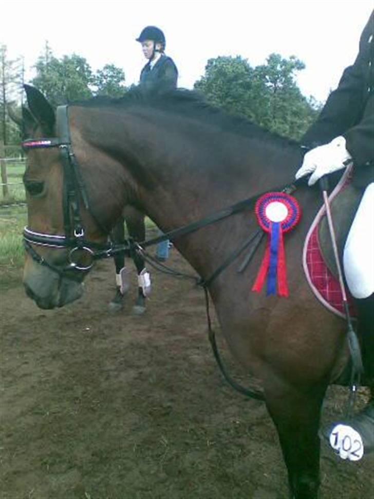 Welsh Cob (sec D) V. B. Idris *SOLGT ! :'(* - Fejlfri baby jumb på BSR (: billede 9