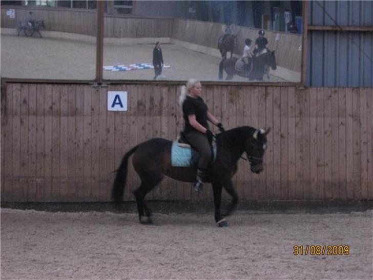 Welsh Cob (sec D) V. B. Idris *SOLGT ! :'(* billede 11