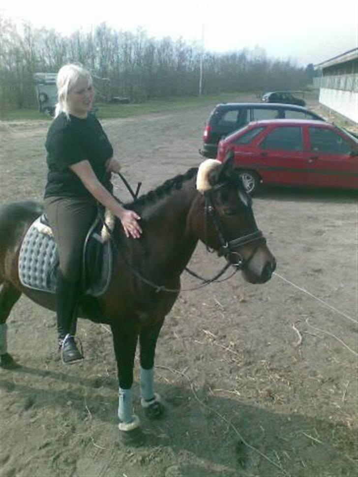 Welsh Cob (sec D) V. B. Idris *SOLGT ! :'(* - Efter dressur , vores lille general prøve til vores første dressur stævne (: billede 12