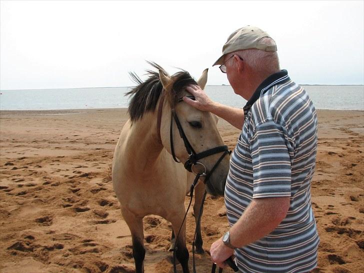 Anden særlig race Vangshøjs Baily <3 B-PONY - I have smiled more than a billion times, but when I first saw this picture, my heart took over and smiled for the first time. Baily og min Farfar <3 billede 12