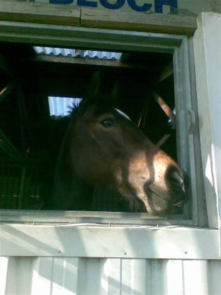 Welsh Cob (sec D) V. B. Idris *SOLGT ! :'(* - Kommet i vindues boks igen, er hun glad for (: billede 13