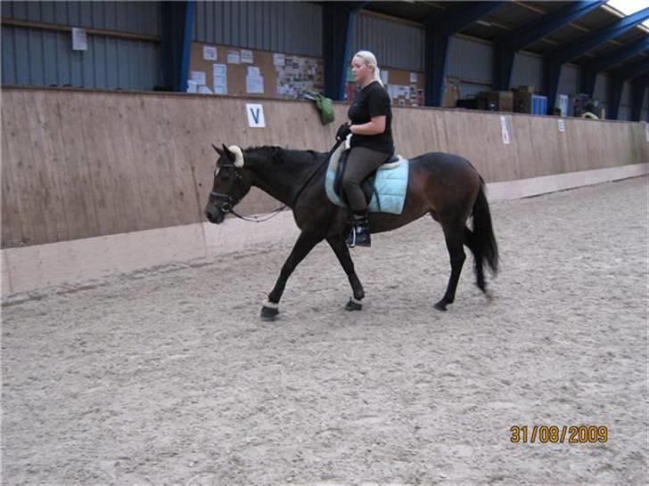 Welsh Cob (sec D) V. B. Idris *SOLGT ! :'(* billede 16