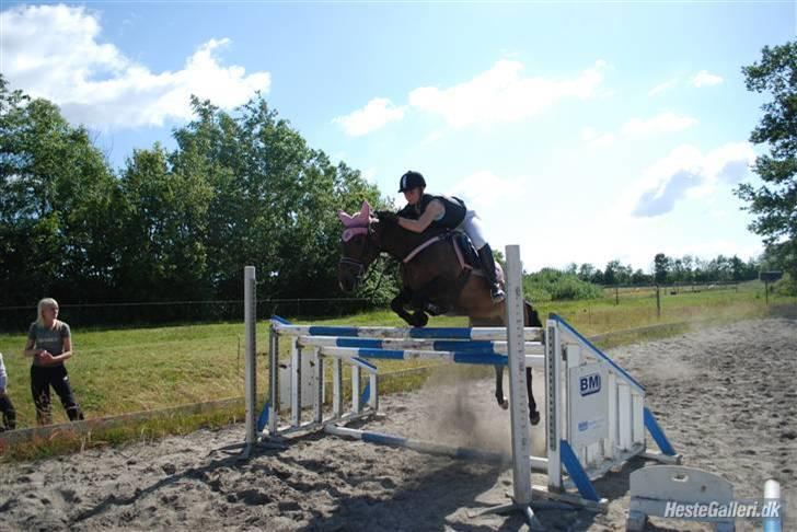 Welsh Cob (sec D) V. B. Idris *SOLGT ! :'(* - Nanse og Prinsessen <3 billede 17