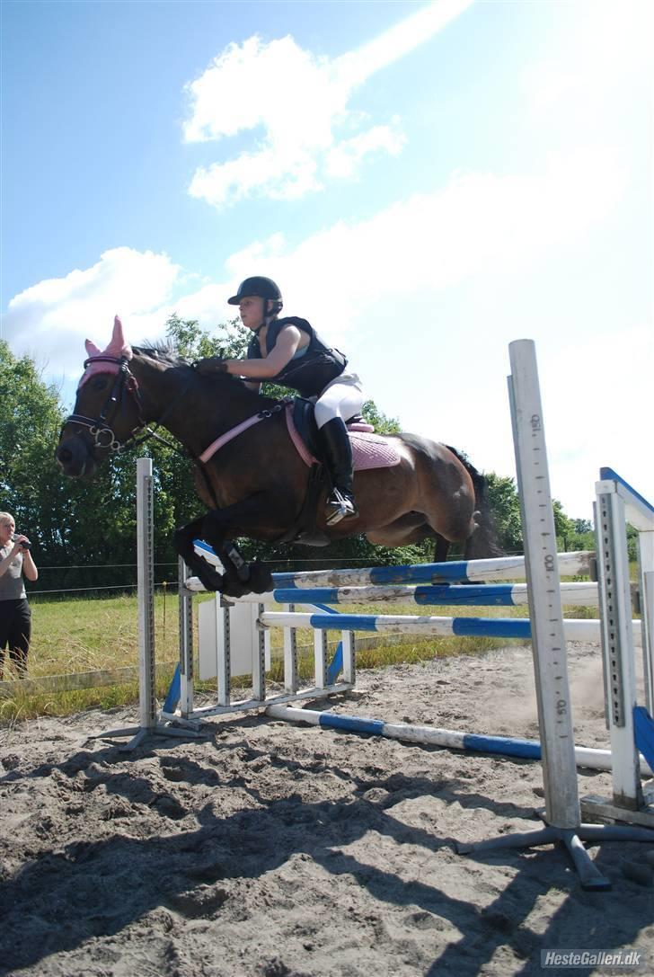 Welsh Cob (sec D) V. B. Idris *SOLGT ! :'(* - Nanse og Prinsessen i højdespring (: billede 18