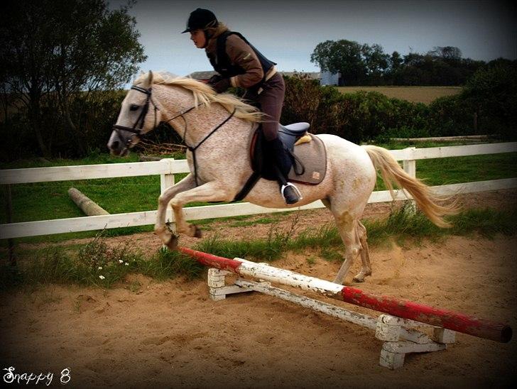 Anden særlig race Snappy .<'3 - Du blev bedre til min y-disciplin, Du gjorde mine sidste dage med dig glade, men hårdt! <3 Foto: Far billede 13