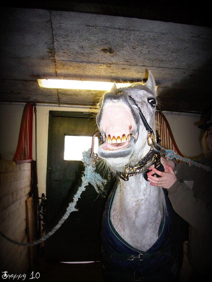 Anden særlig race Snappy .<'3 - Smil på læberene kan ikke lades vær´e. ;o) Foto: Maja TAK! billede 15