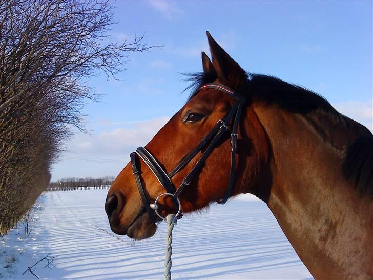 Anden særlig race Nikita   *TUTTE*   >>VBH<< - 13/ JEG ELSKER DIG SÅ MEGET NIKITA!!!! (Foto: Mig) billede 13