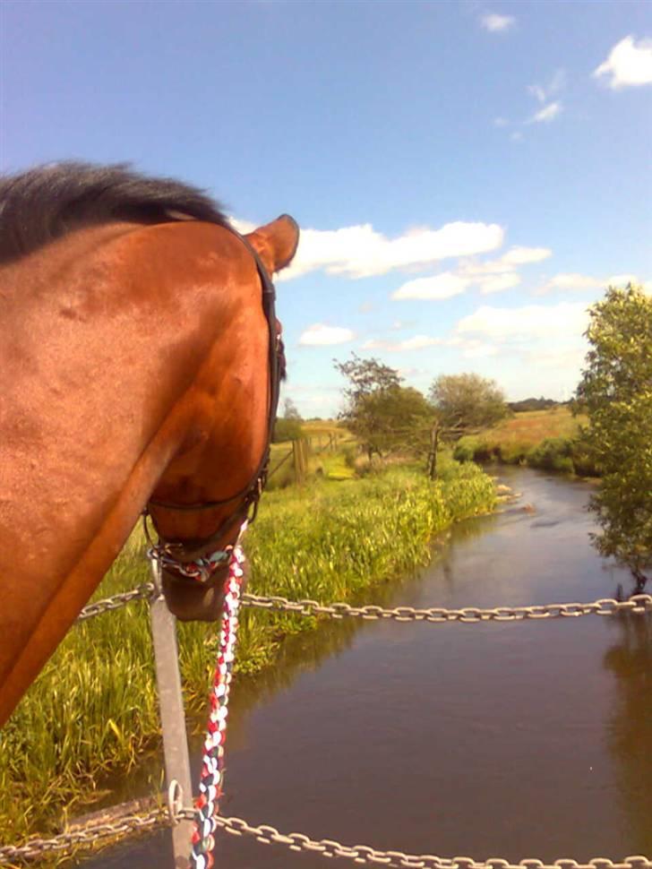 Anden særlig race Nikita   *TUTTE*   >>VBH<< - 14/ Kigger ud over åen ved Anne-Mette d. 13 juni 2009 (Foto: Mig) billede 14