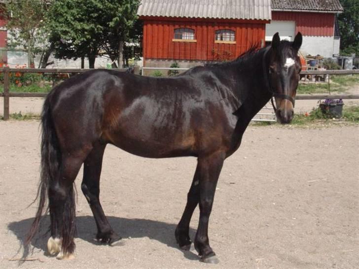 Welsh Partbred (Sec F) Haymos Keason billede 1