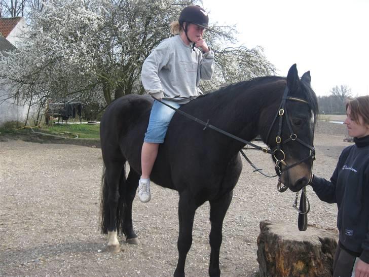 Welsh Partbred (Sec F) Haymos Keason billede 3