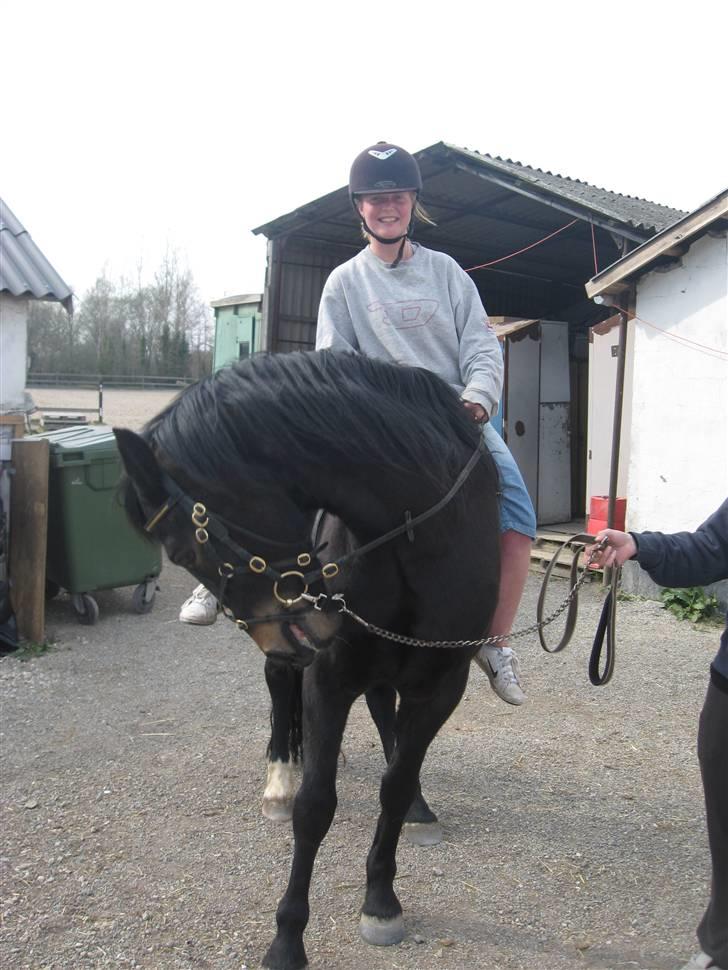 Welsh Partbred (Sec F) Haymos Keason billede 4