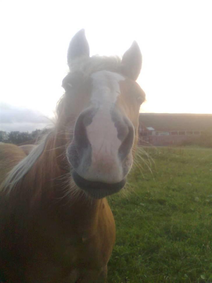 Haflinger Gråbjerghøjs Svea - Svea ! <mit y  billede ! <33 ILY billede 11