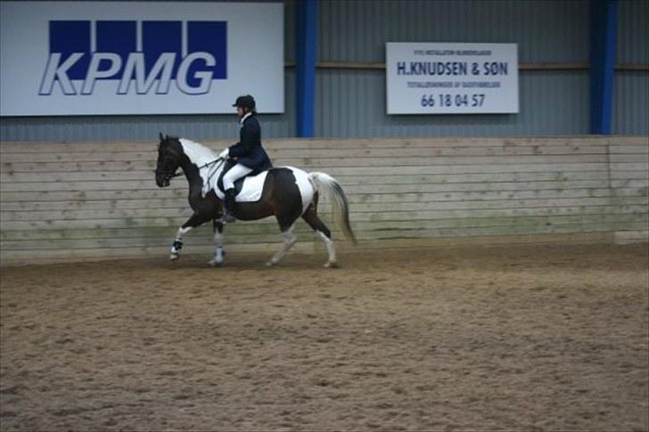 Pinto Araber Lucky<33 billede 14