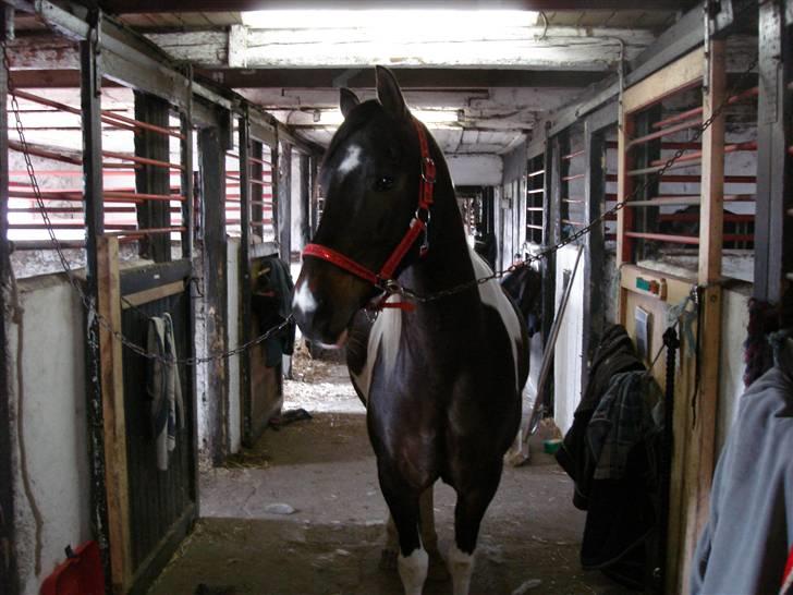 Pinto Araber Lucky<33 billede 15