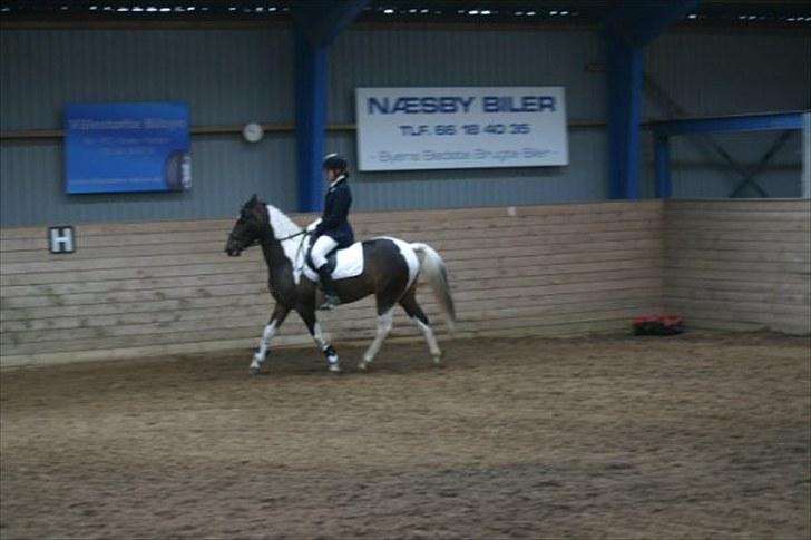 Pinto Araber Lucky<33 billede 16