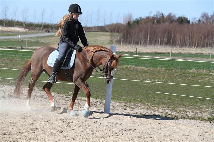 Welsh Partbred (Sec F)               Patricia - Trissen og mig ;) Foto: Mor 16/4 2010 billede 11