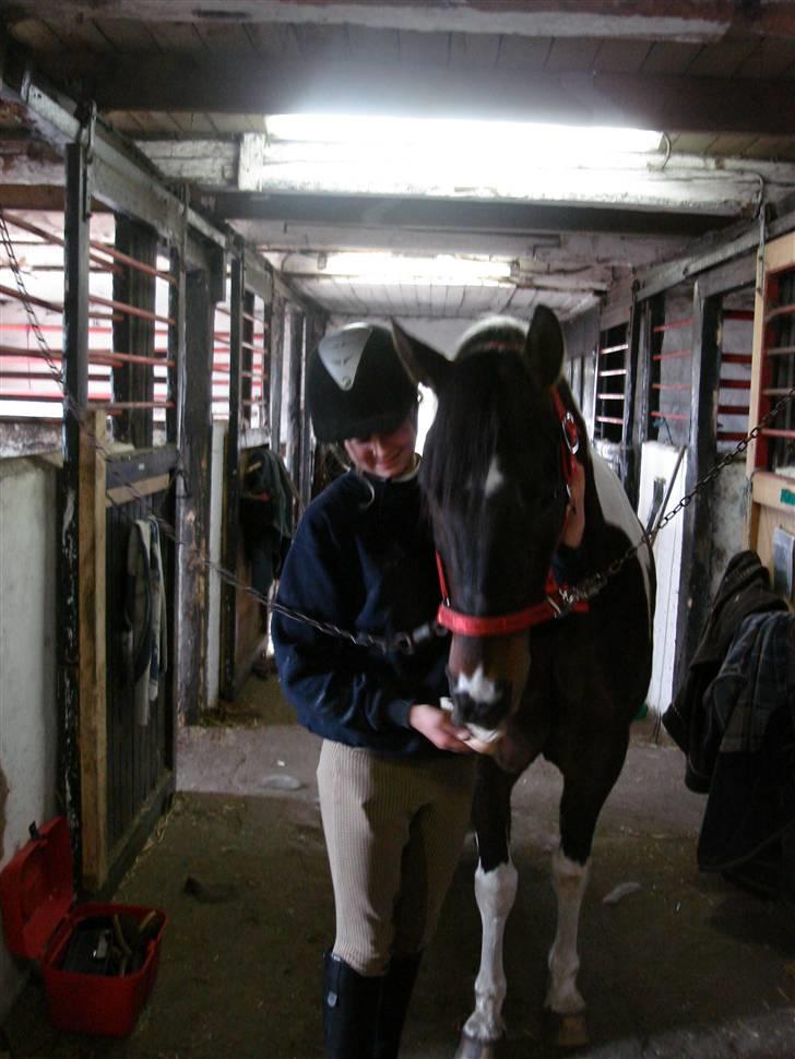 Pinto Araber Lucky<33 billede 17