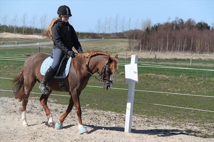 Welsh Partbred (Sec F)               Patricia - Mig og Patrut ;) Hun er blevet MEGET bedre ;) Foto mor 16/4 2010 billede 13