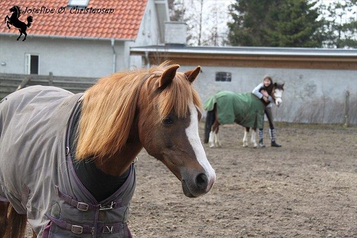 Welsh Partbred (Sec F)               Patricia - Trisse med Emilie & Rosa i baggrunden xD 26/3 2010 billede 14