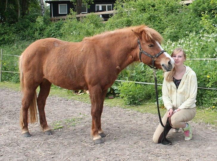 Islænder Freja  billede 12