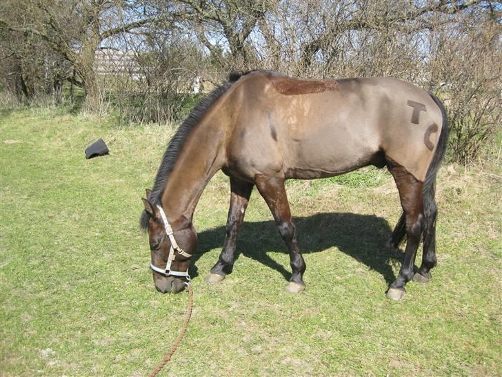 Anden særlig race Trinity C  - den 12/4 09 var ude at græsse med trinity :D billede 19