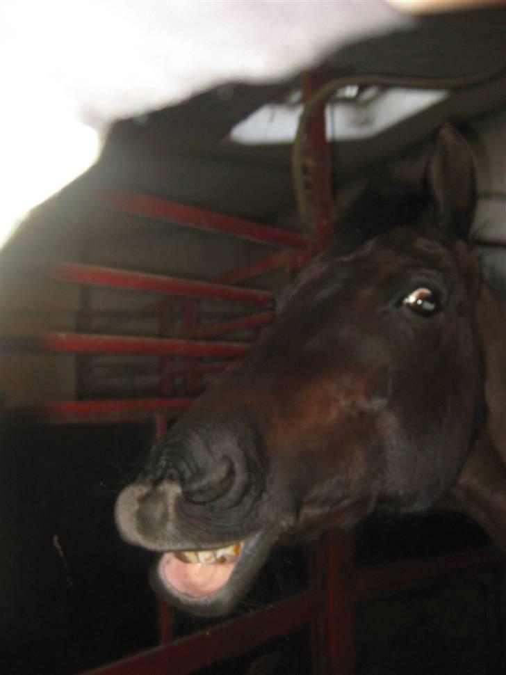 Anden særlig race Trinity C  - 19/03/09 - trinity fik en bid chokolade kage :D hehe billede 20