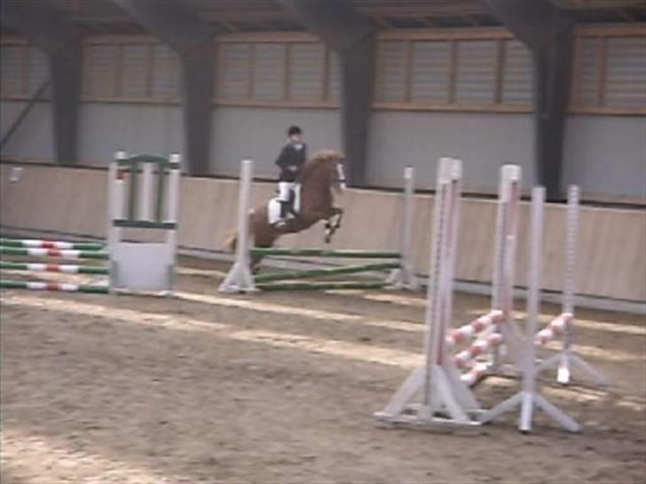Anden særlig race Laban *solgt* - hirk 13 april 2009 billede 15