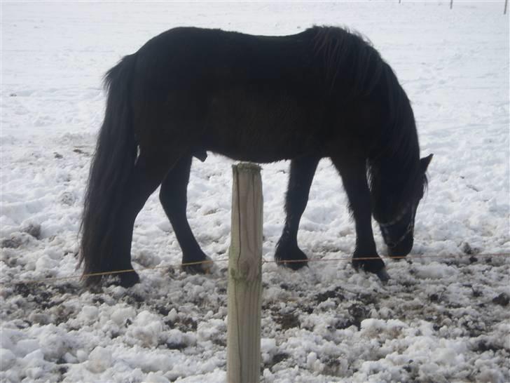 Anden særlig race Bob-Marley - Bobby i sneen! (; billede 14