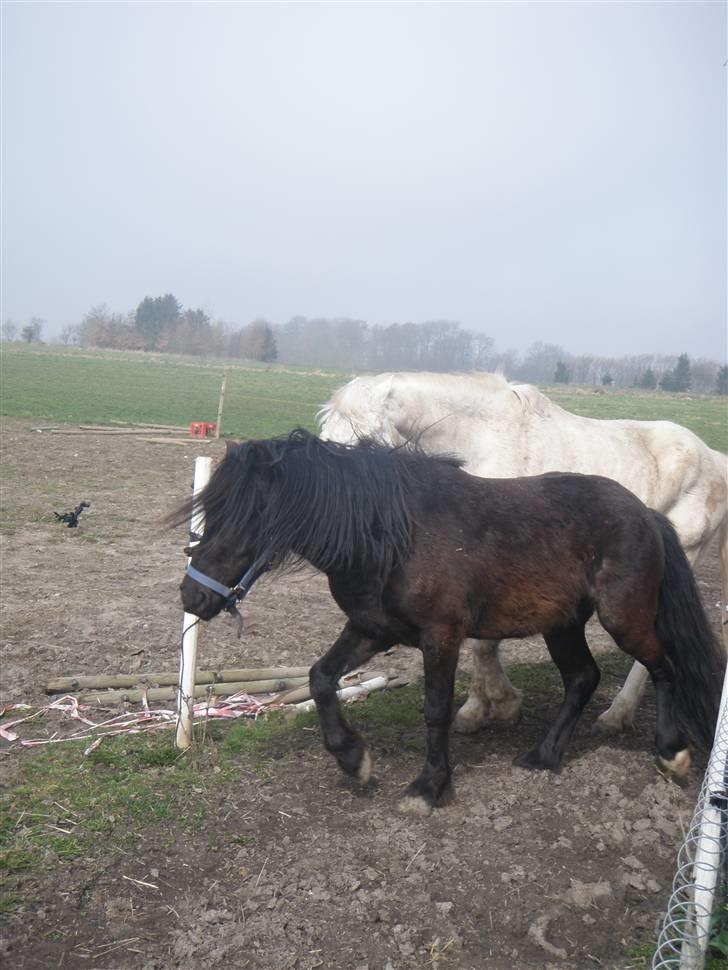 Anden særlig race Bob-Marley - På vej på fold, med sure Sarka lige i hældene! (: billede 17
