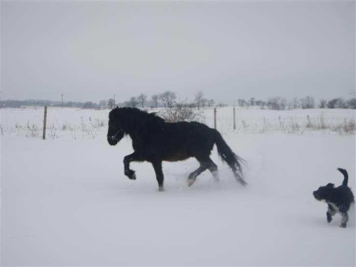 Anden særlig race Bob-Marley - Bob viser sine spanske gener. :D billede 18