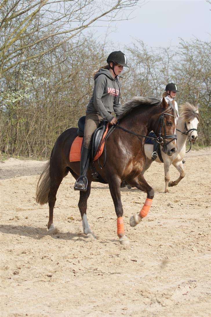 Welsh Cob (sec D) Bogensø's Queen*har redet - Ved godt jeg ikke sidder særlig flot men kig på hestn i stedet fo billede 11