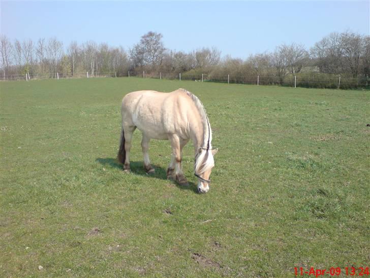 Fjordhest Pepsi *solgt* - 13-4-09: ny fold med dejlig græs... billede 14