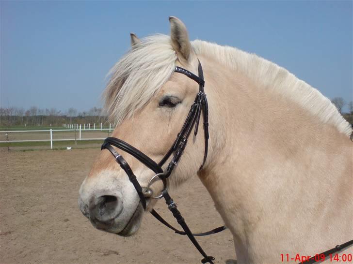 Fjordhest Pepsi *solgt* - 13-4-09: den dejlige efter lidt hygge dressur...  billede 15
