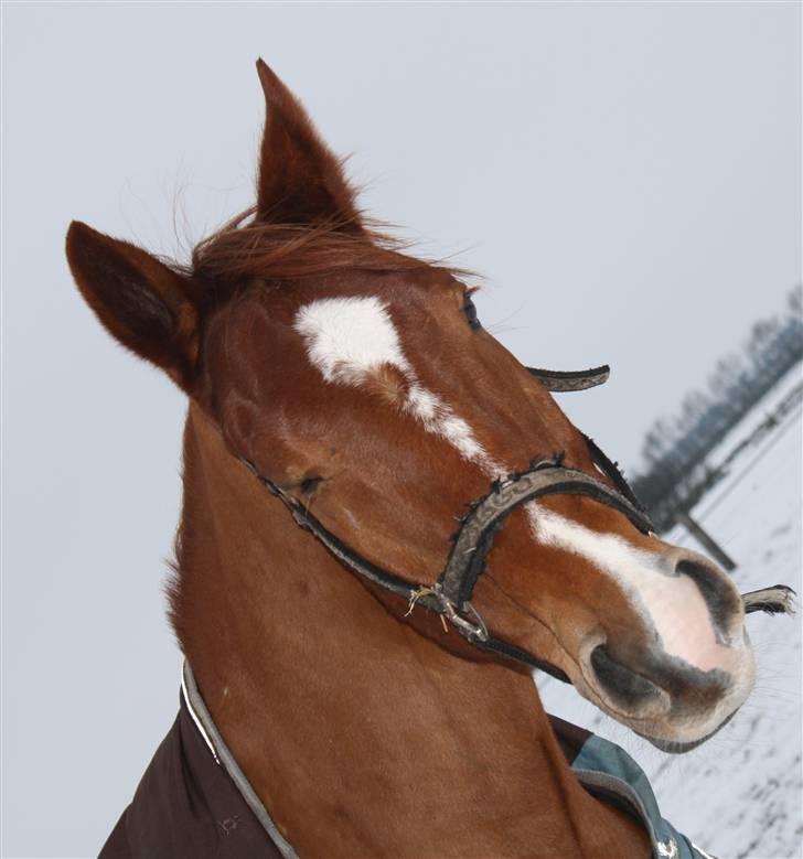 Anden særlig race Barkley - vinter ´09 billede 3