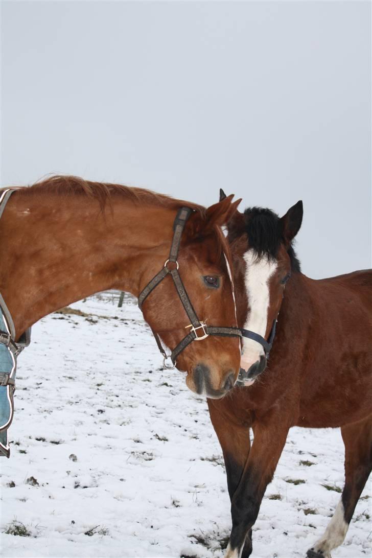 Anden særlig race Barkley - vinter ´09 billede 5