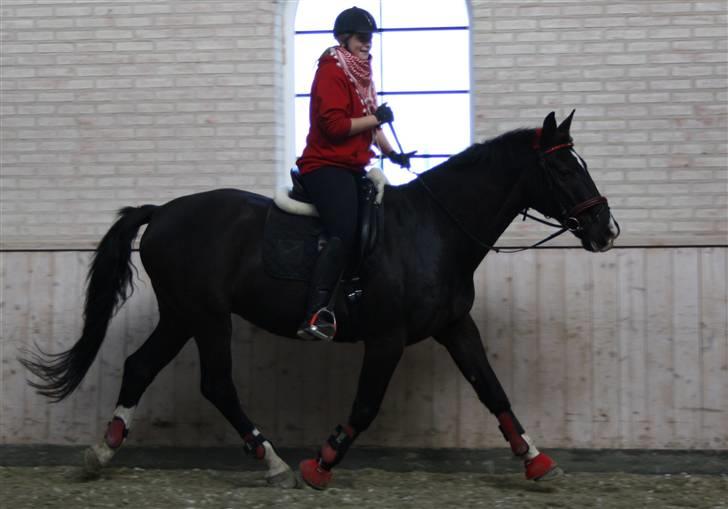 Dansk Varmblod Lady Hunter R.I.P :'( - Afslutningstrav, for løse tøjler :D<3 billede 16