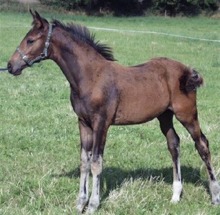 Anden særlig race Tornado<´3 (SOLGT) :´( billede 1