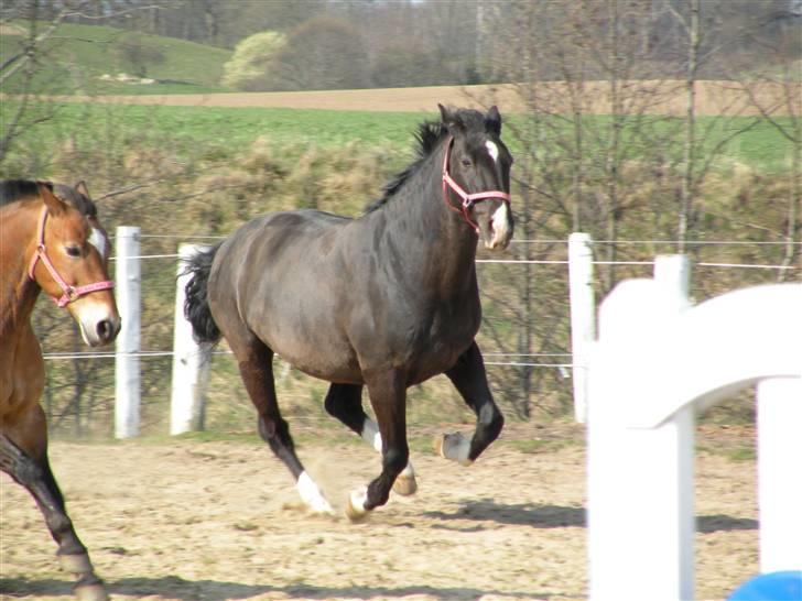 Dansk Varmblod Lady Hunter R.I.P :'( - Hunter der lige tager sig en galop-tur sammen med Komse :D billede 17